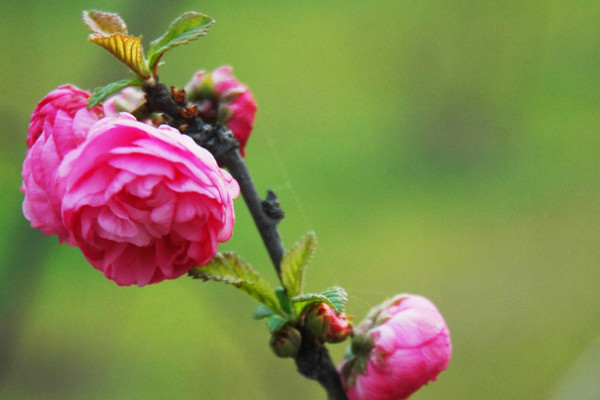 薔薇生蟲了怎么辦