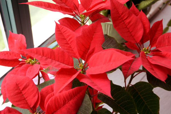 一品紅開(kāi)花時(shí)需要施肥嗎