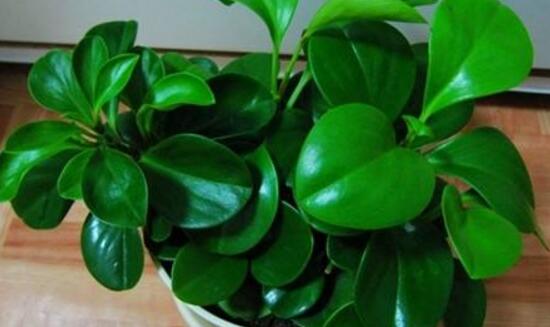 小碧玉怎么養(yǎng)，教你七種簡單易學基本方法