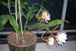 曇花幾年開花，養(yǎng)殖三年左右才能開花