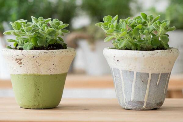 碰碰香徒長了怎么辦，適當(dāng)修剪并加強(qiáng)管理