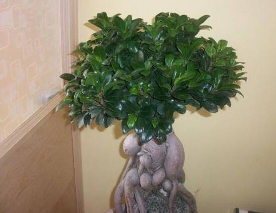 榕樹(shù)盆景為什么掉葉，四種原因以及解決辦法