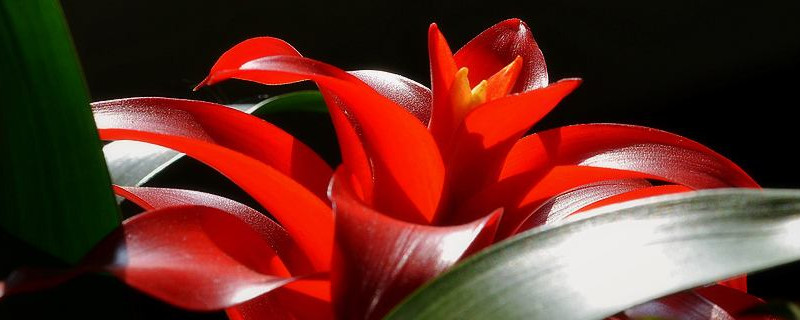 鴻運(yùn)當(dāng)頭和鳳梨的區(qū)別