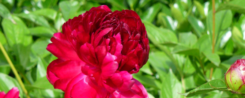 牡丹花怎么養(yǎng)家庭養(yǎng)法