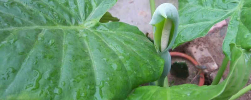 滴水觀音常見(jiàn)病狀