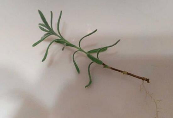 薰衣草怎么扦插，薰衣草的繁殖方法