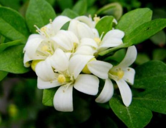 九里香葉子為什么發(fā)黃，九里香葉子發(fā)黃怎么辦