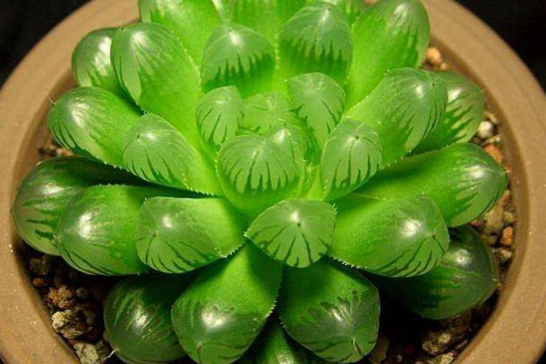 玉露發(fā)黃變癟了怎么辦