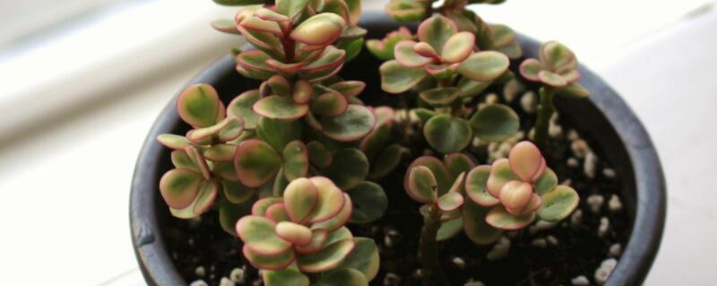 雅樂(lè)之舞移盆后澆水嗎