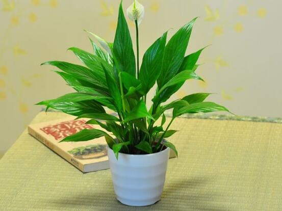 一帆風(fēng)順葉子下垂，四種原因以及解決辦法