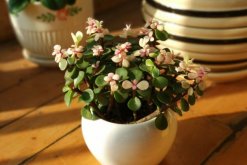 雅樂之舞和金枝玉葉的區(qū)別，觀察長勢以及葉片