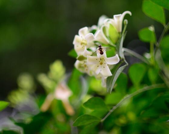 九里香的花語，代表著愛情的俘虜(美好與神圣)