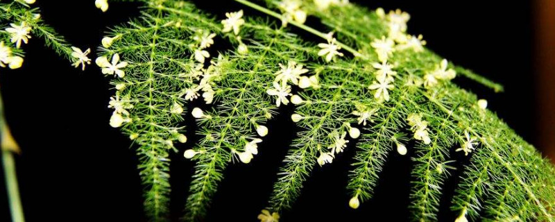 云松開花是什么預(yù)兆