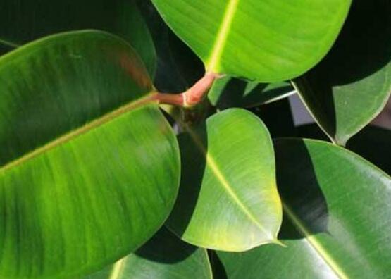 橡皮樹的葉插方法，擇基部下小嫩芽葉片/春秋季節(jié)扦插最佳