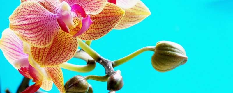 蝴蝶蘭掉花苞怎么補(bǔ)救