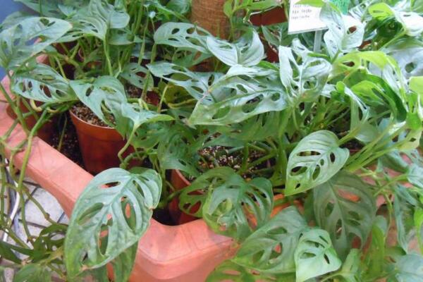 龜背竹怎樣用氣根繁殖，龜背竹氣根繁殖的詳細(xì)步驟