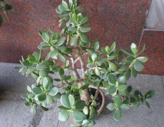 燕子掌的修剪方法，保留主枝反復(fù)摘心(春秋生長期)