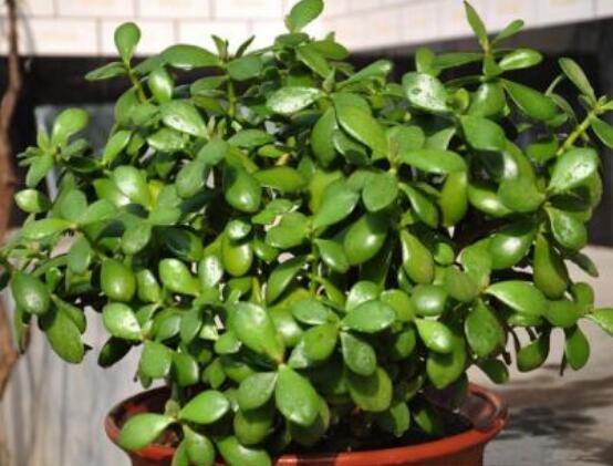 家里養(yǎng)玉樹有什么寓意，家庭和諧、事業(yè)順暢，學業(yè)有成