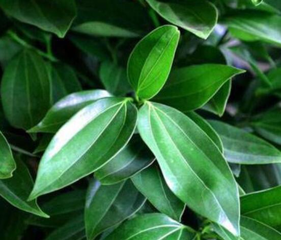 平安樹葉子發(fā)黃掉落怎么辦，教你四種解決辦法快速恢復(fù)生機(jī)