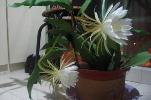 曇花葉子發(fā)黃怎么辦，分析問題的原因并及時(shí)處理