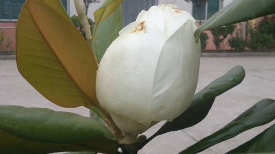 橡皮樹開花嗎，橡皮樹多久開花(一年兩次）