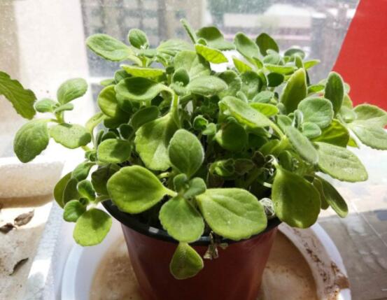 碰碰香能吃嗎，可食/泡茶泡酒香味濃郁、美味可口