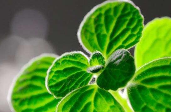 碰碰香能在臥室放嗎，不光可以放/還能制作飲品