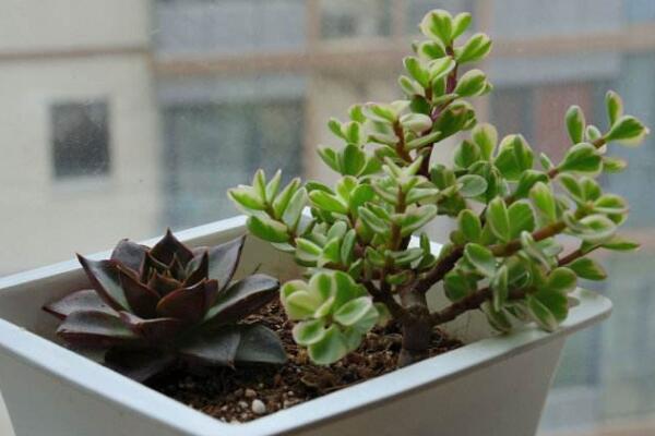 雅樂之舞怎么養(yǎng)成老樁，必須抓好以下要點(diǎn)