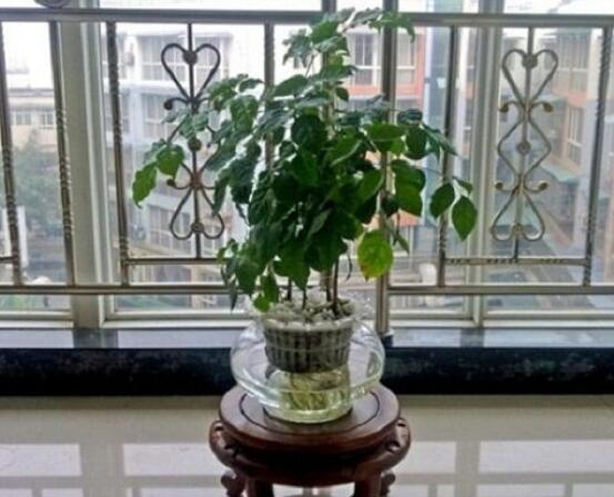 幸福樹水生根技巧，做好四點步驟即可水培爆盆