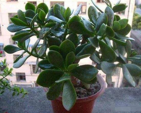 玉樹(shù)怎么澆水效果最好，不干不澆、澆則澆透