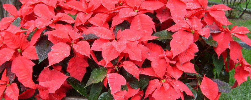 一品紅夏天怎么養(yǎng)