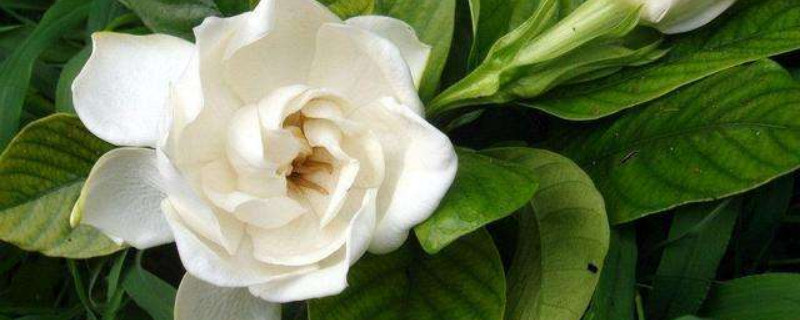 梔子花長(zhǎng)蟲卵了怎么殺蟲