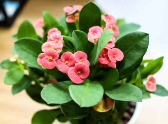 虎刺梅擺放風(fēng)水，陽臺與庭院風(fēng)水寓意最好(避兇化煞)