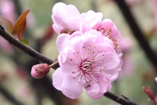 梅花冬天開(kāi)嗎