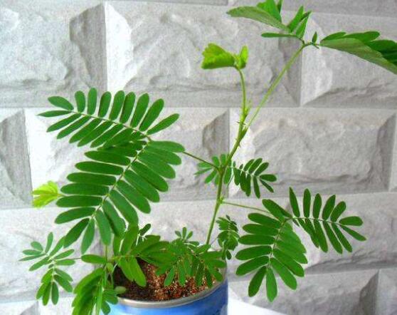 含羞草怎么養(yǎng)長得快，注意這五個(gè)要點(diǎn)生長青翠欲滴