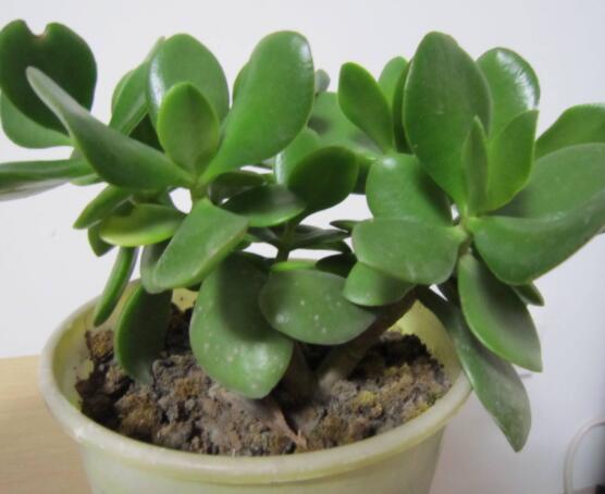 燕子掌的養(yǎng)殖方法和注意事項，老農(nóng)總結(jié)最實用八大養(yǎng)殖技巧