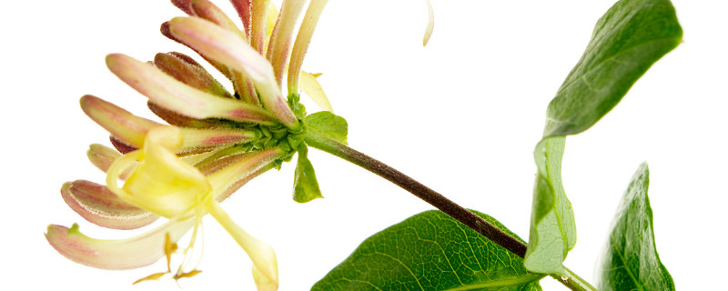 金銀花夏天可以曬太陽(yáng)嗎