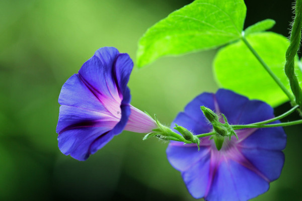 牽?；茉谑覂?nèi)養(yǎng)嗎