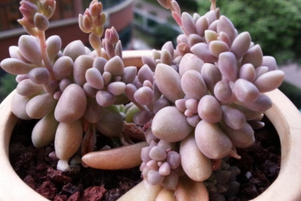 秋麗秋天怎么養(yǎng)