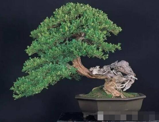 九里香盆景樹樁怎樣變粗，營(yíng)養(yǎng)豐富、勤修剪，施足肥