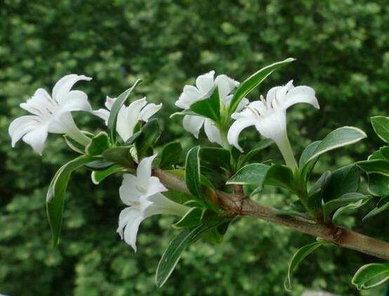六月雪為什么不開(kāi)花，三種原因以及解決辦法