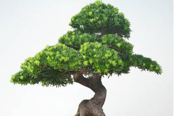 羅漢松種在家里禁忌，忌放在財(cái)位處