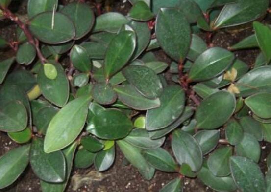 紫邊碧玉怎么養(yǎng)，七個(gè)基本方法教你養(yǎng)殖好