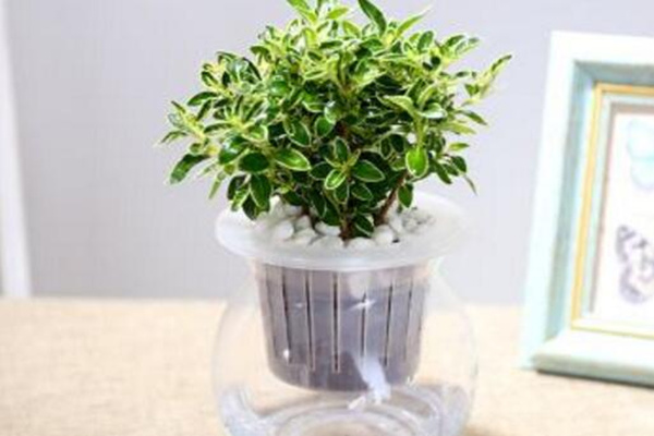 六月雪放水里會生根嗎，可以生根但需要更加細心的養(yǎng)護