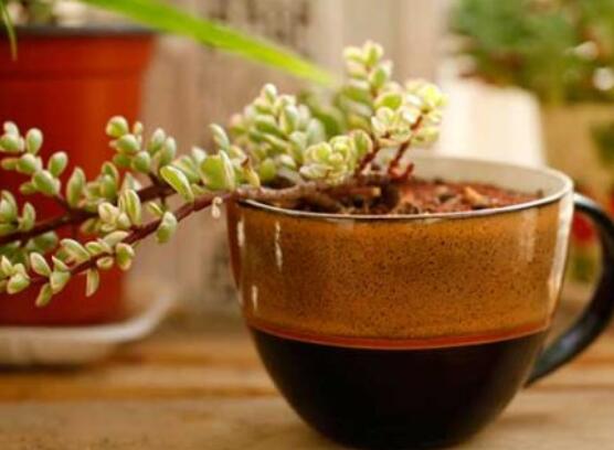 雅樂之舞的扦插技巧，老農(nóng)總結(jié)六個最簡易基本步驟