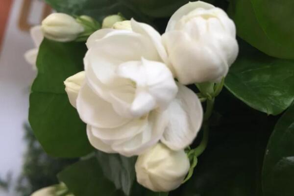 茉莉花幾月發(fā)芽