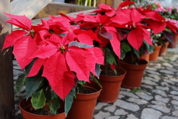 一品紅花期調(diào)控方法，以下方法就可以讓它提前開花