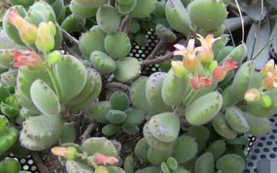 熊童子多久開花，每年7-9月間含苞盛放(夏末秋初)