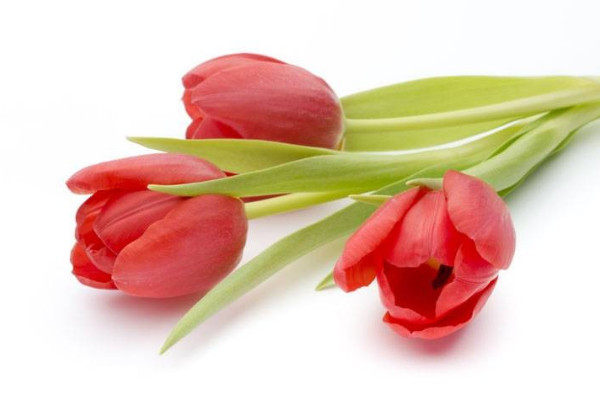 露天郁金香什么時(shí)候種植