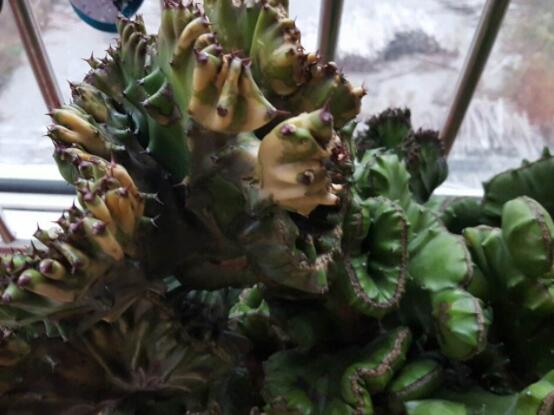 仙人掌變黃的原因是什么，四種原因以及解決方法